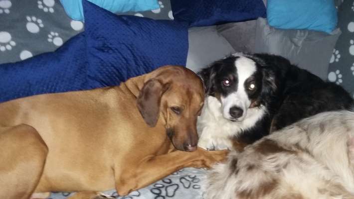 Bester Freund, Hundekumpel - zeigt her!-Beitrag-Bild