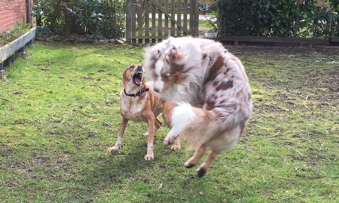 Dogorama Photo Challenge - Hunde in Action-Beitrag-Bild