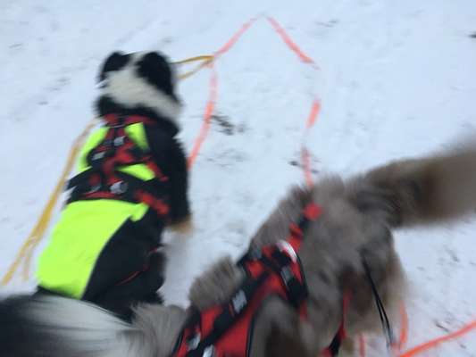 Wandergeschirr für Hunde-Beitrag-Bild