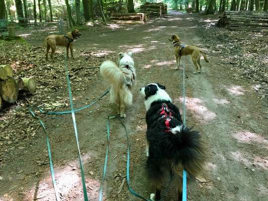 Mehrhundehalter!-Beitrag-Bild