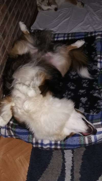 Hunde Memes-Beitrag-Bild