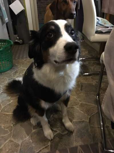 Hundekleidung - Top oder Flop-Beitrag-Bild