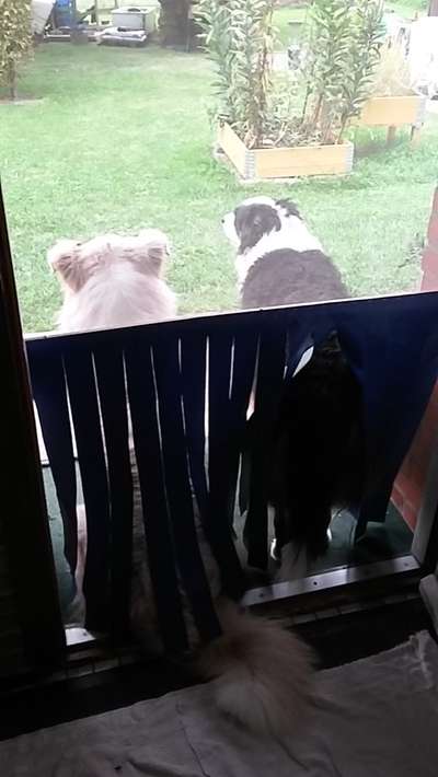 Silvester, Feuerwerk, ..;...und mein Hund schaut entspannt zu ...gibts noch andere wie er ?-Beitrag-Bild