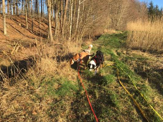 Die Lieblingsrunde eures Vierbeiners-Beitrag-Bild