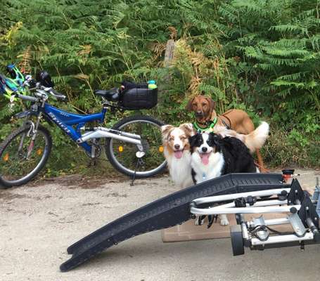 Welche "Jobs" haben eure Hunde?-Beitrag-Bild