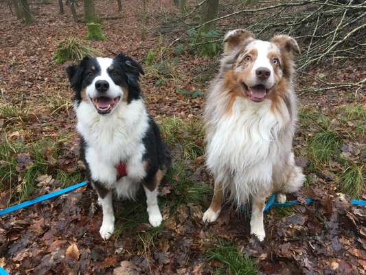 Wohnen mit Hund/ Hunden-Beitrag-Bild