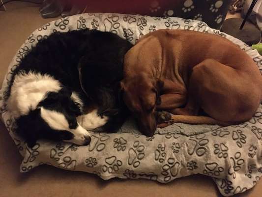 Bester Freund, Hundekumpel - zeigt her!-Beitrag-Bild