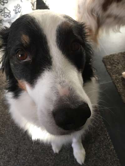 Zeigt mir die tollste Nahaufnahme von eurer Fellnase-Beitrag-Bild