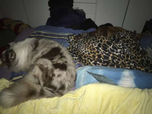 Darf der Hund bei Euch im Bett schlafen?-Beitrag-Bild