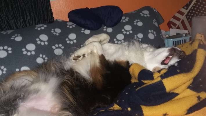 Hunde Memes-Beitrag-Bild