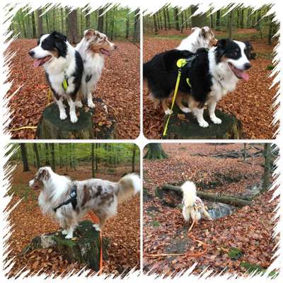 31. Collagen Challenge - Bänke/ Steine /Baumstümpfe-Beitrag-Bild