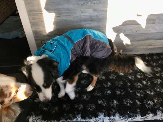 Hundesachen von Temu-Beitrag-Bild