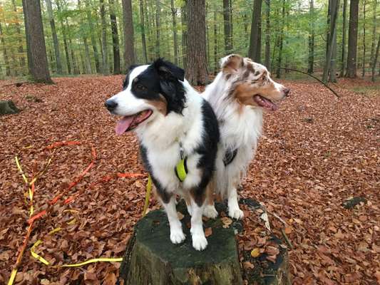 Herbst Bilder-Beitrag-Bild