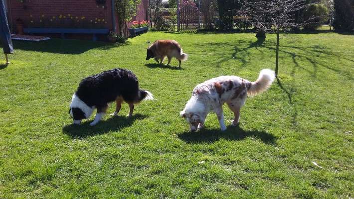 36. Handy Foto Challenge - Sonnenanbeter-Beitrag-Bild