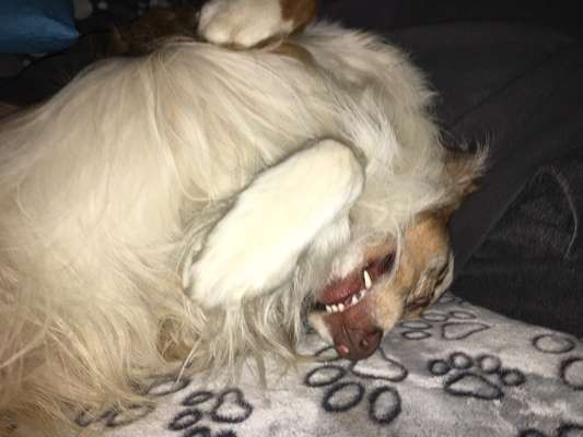 lustige Hunde Fotos-Beitrag-Bild