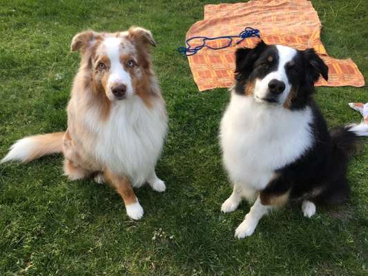 eure Spitznamen für die Vierbeiner-Beitrag-Bild