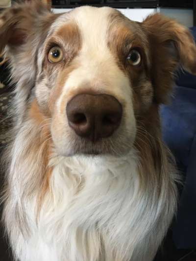 42. Handy Fotochallenge - Den richtigen Riecher haben-Beitrag-Bild