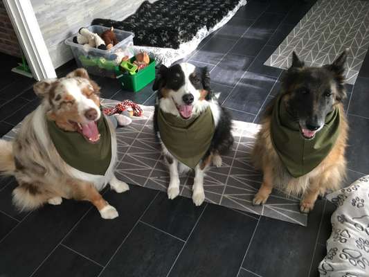 Bester Freund, Hundekumpel - zeigt her!-Beitrag-Bild