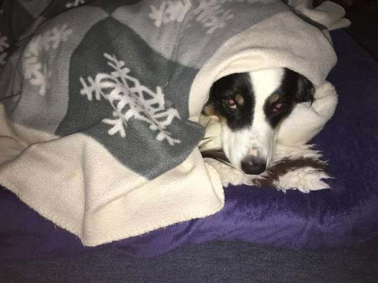 Erhöhter Kuschelbedarf im Winter?-Beitrag-Bild