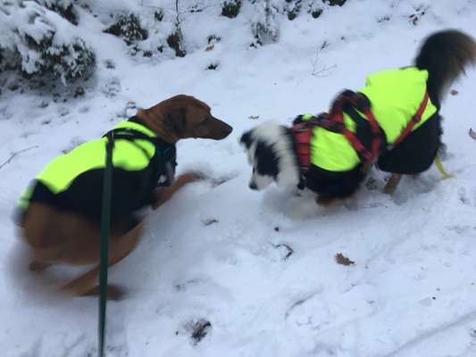 Foto Challenge Nr.: 114
Hunde im Schnee-Beitrag-Bild