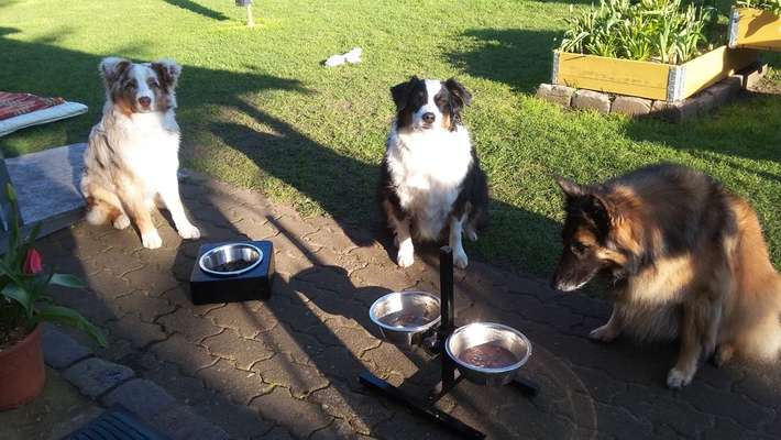 Aussies-Beitrag-Bild