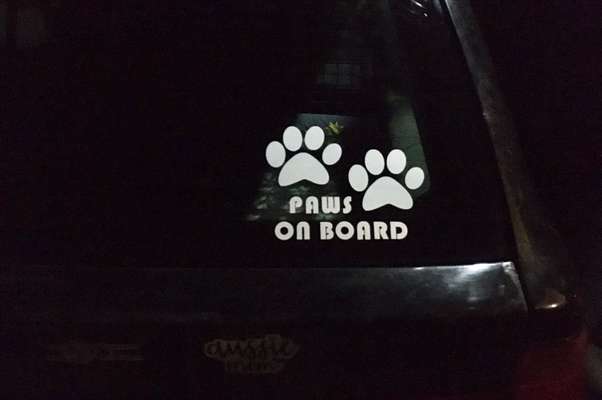 Hundesachen von Temu-Beitrag-Bild