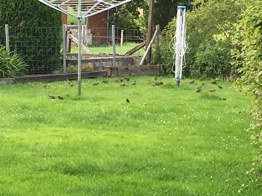 Quietschespielzeug ja oder nein-Beitrag-Bild