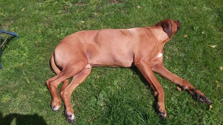 36. Handy Foto Challenge - Sonnenanbeter-Beitrag-Bild