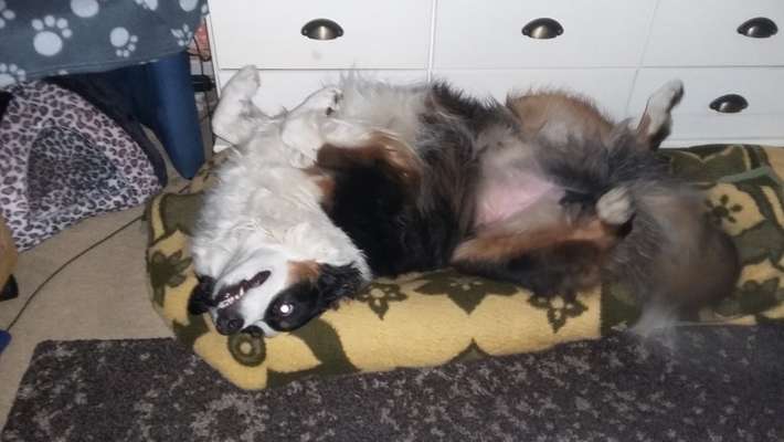 Hunde Memes-Beitrag-Bild