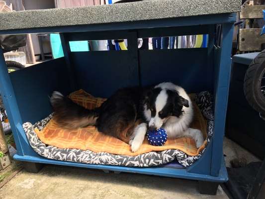 Wir müssen über tierschutzwidriges Hundezubehör reden!-Beitrag-Bild