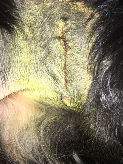 Knubbel entfernen ja oder nein?-Beitrag-Bild