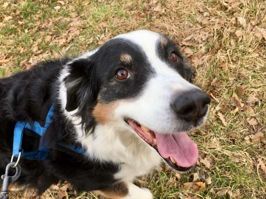 Benötige Empfehlungen, Ratschlag bezüglich Ausschlussdiät, Allergie-Beitrag-Bild