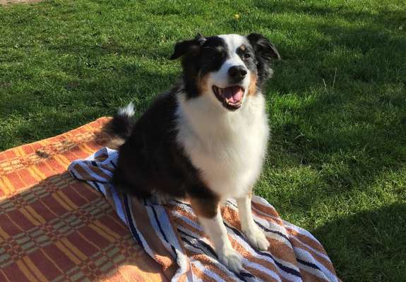 Handy Foto Challange Nr. 46  Happy Dog-Beitrag-Bild