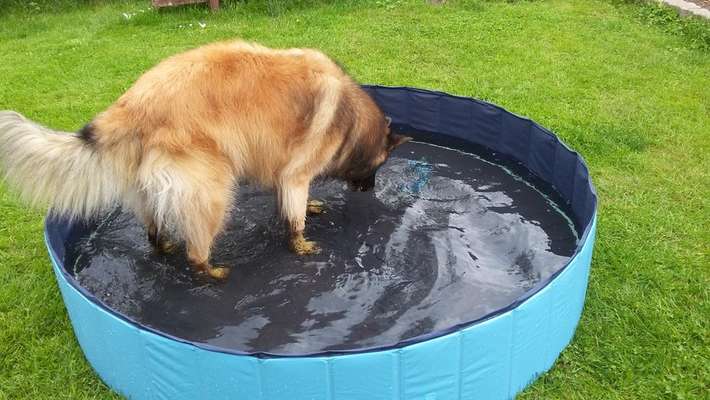 Dogorama Photo Challenge - Wasserspiele-Beitrag-Bild