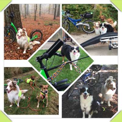 33. Collagen Challenge - Dein Hund und ein Fahrrad-Beitrag-Bild