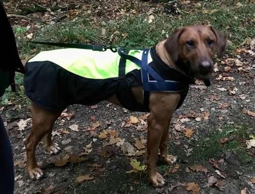 Hundekleidung - Top oder Flop-Beitrag-Bild