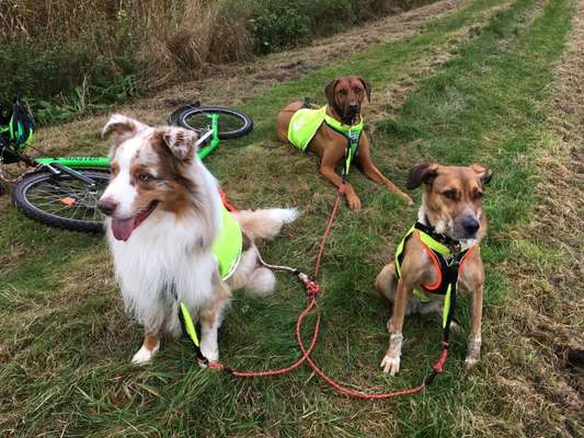 Welche "Jobs" haben eure Hunde?-Beitrag-Bild