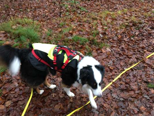 Wandergeschirr für Hunde-Beitrag-Bild