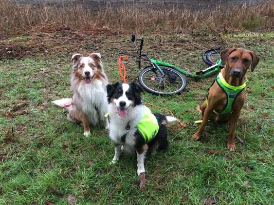 Hundesport?-Beitrag-Bild