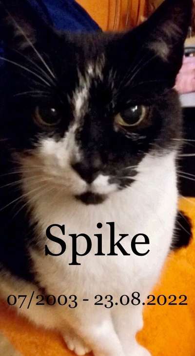 Unsere Fellnasen im Regenbogenland-Beitrag-Bild