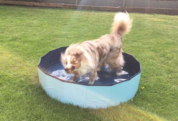 Dogorama Photo Challenge - Wasserspiele-Beitrag-Bild