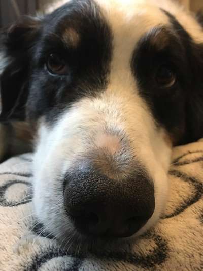 42. Handy Fotochallenge - Den richtigen Riecher haben-Beitrag-Bild