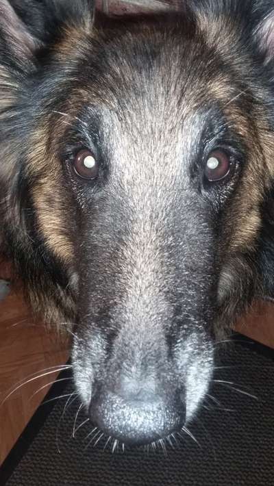 Zeigt mir die tollste Nahaufnahme von eurer Fellnase-Beitrag-Bild