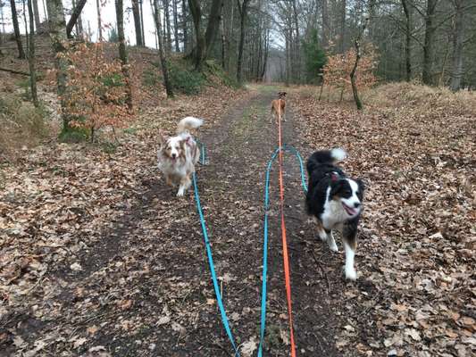 Dogorama Photo Challenge - an der Leine-Beitrag-Bild