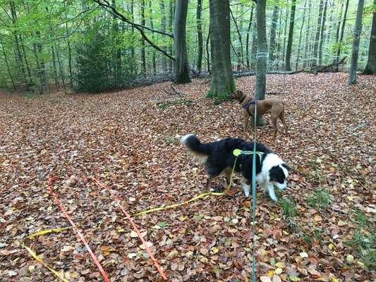 Wie sitzt mein Geschirr?-Beitrag-Bild