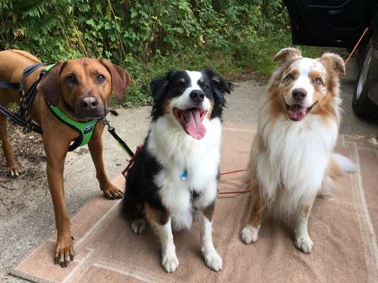 Aussies-Beitrag-Bild