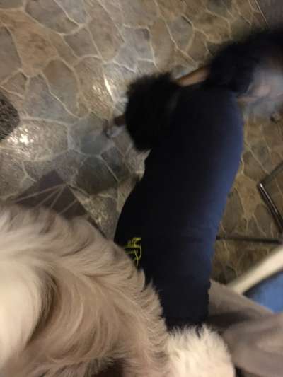 Hundekleidung - Top oder Flop-Beitrag-Bild