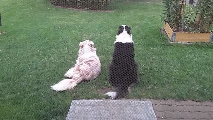 Silvester, Feuerwerk, ..;...und mein Hund schaut entspannt zu ...gibts noch andere wie er ?-Beitrag-Bild