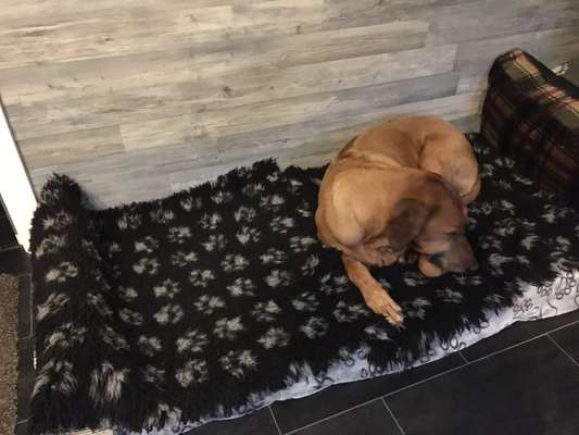 Welches Hundebett für große Rassen?-Beitrag-Bild