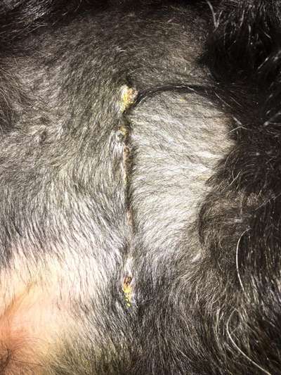 Knubbel entfernen ja oder nein?-Beitrag-Bild